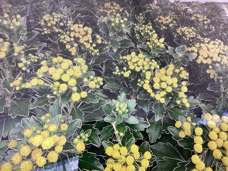 40 ajanya