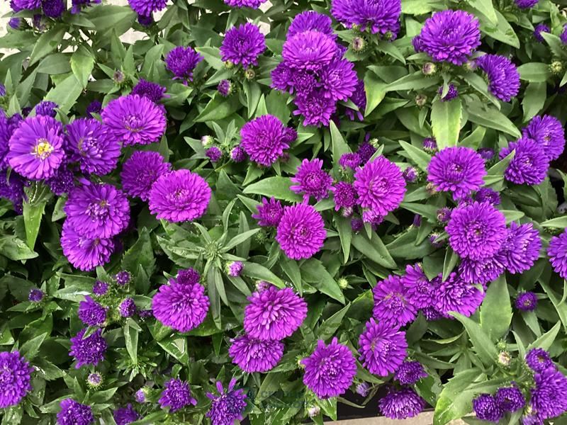 50 asters