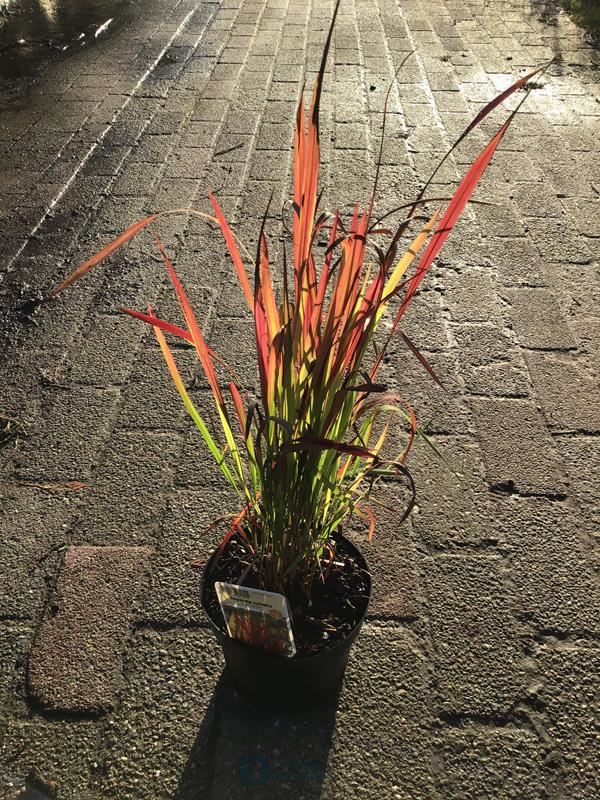10 imperata red baron