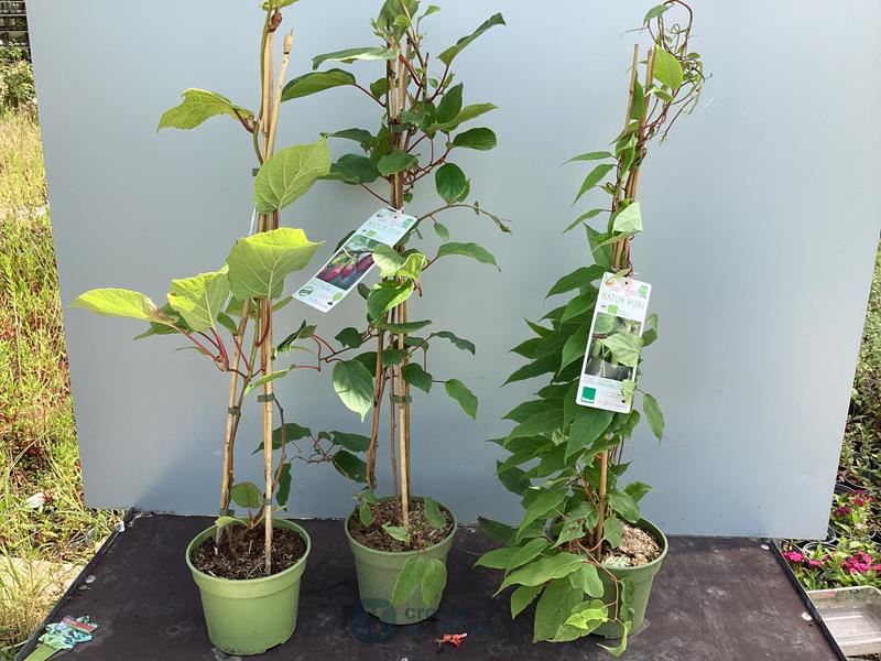 5 kiwi mix