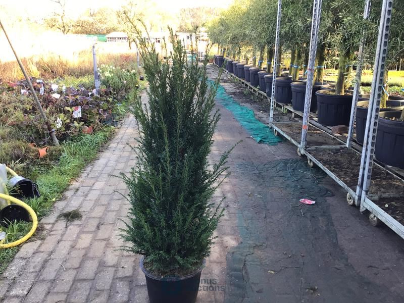 10 taxus 130-150