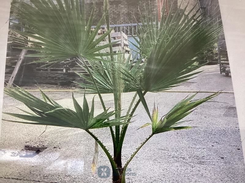 1 washingtonia