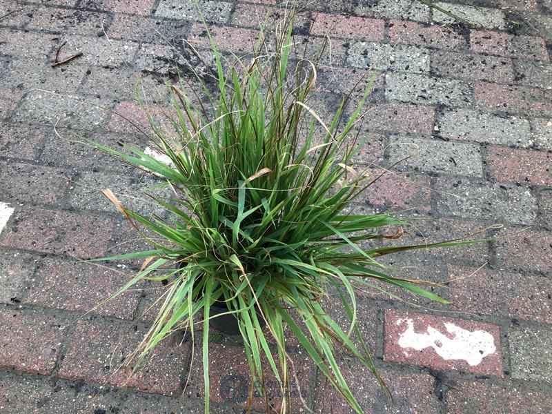 10 carex