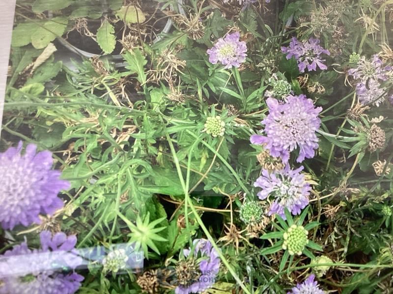 60 scabiosa