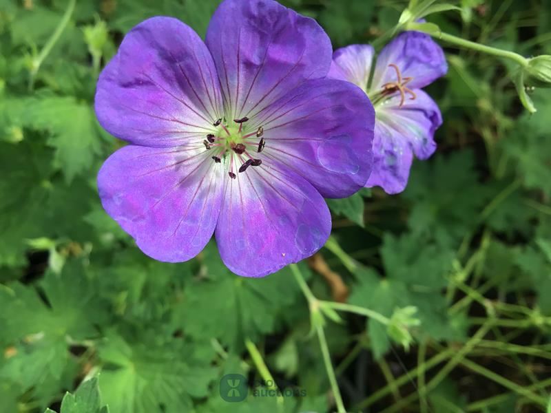 10 winterharde geraniums