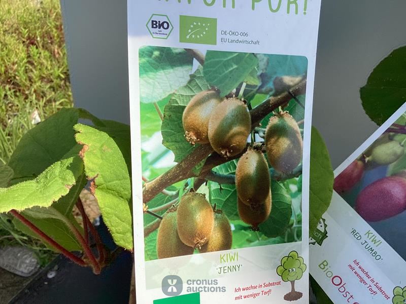 5 kiwi mix
