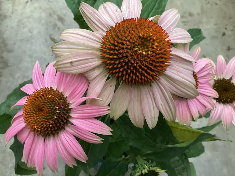 10 echinacea roos