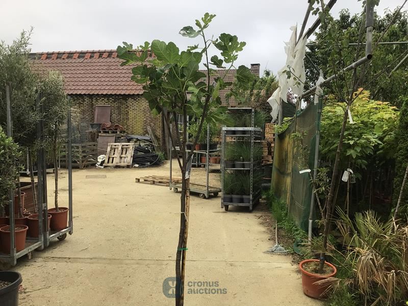 1 vijgenboom