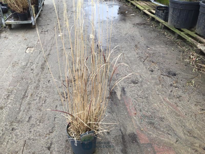10 panicum