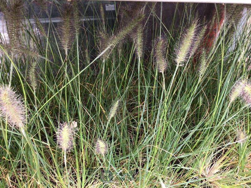10 pennesetum little bunny