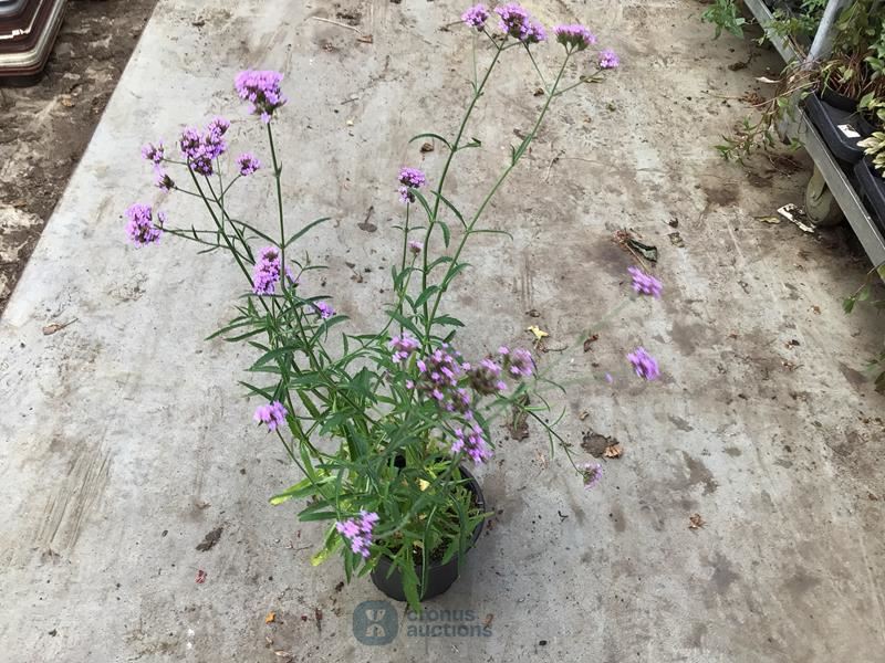 50 winterharde verbena
