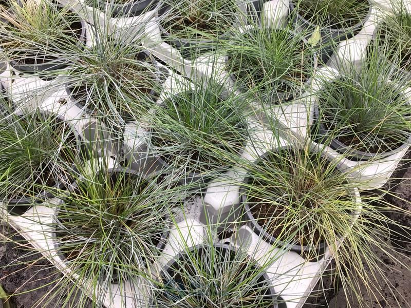 40 festuca glauca