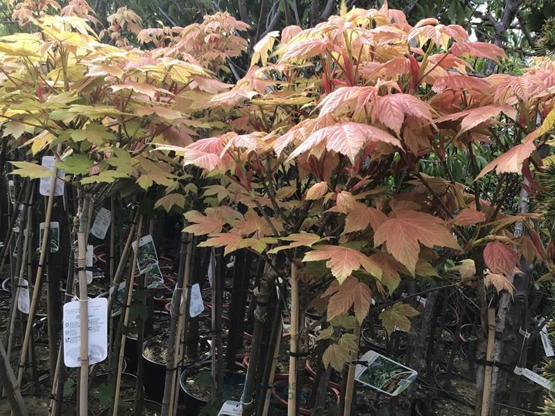 2 acer brillantissimum op stam