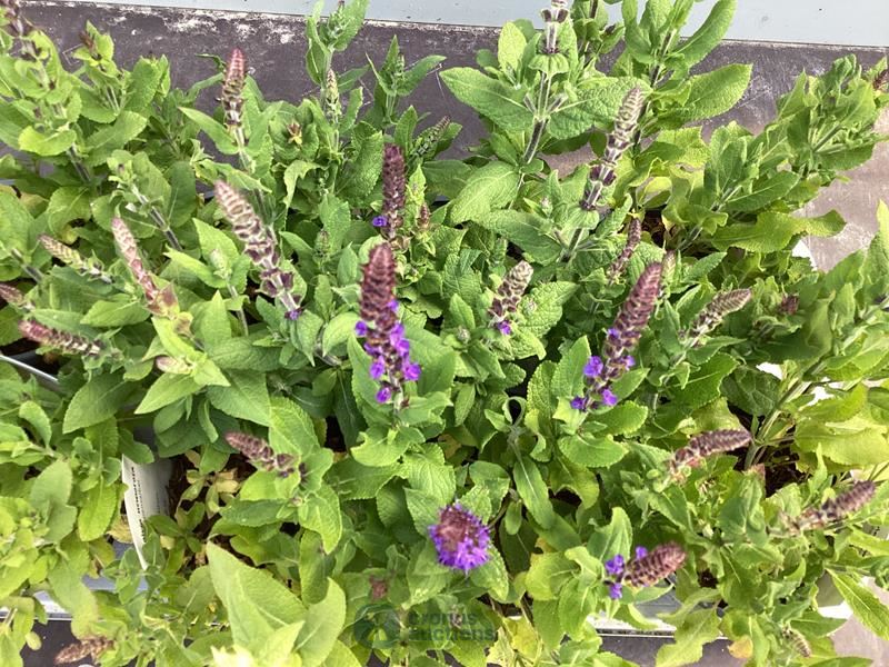 40 blauwe salvia