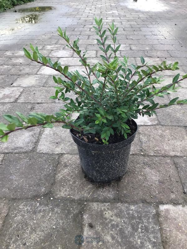 50 lonicera