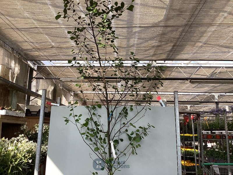 1 aronia
