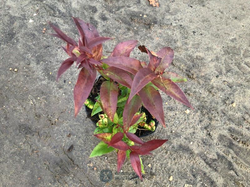 20 leucothoe