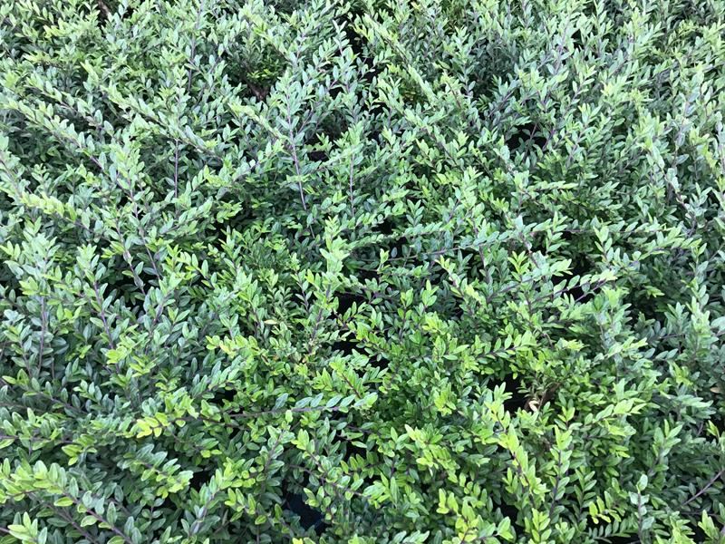 50 lonicera