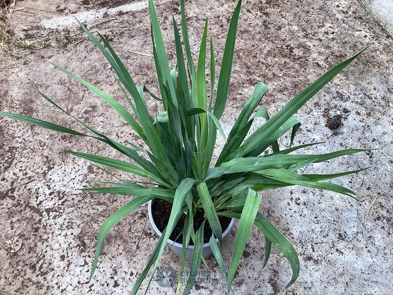 5 yucca