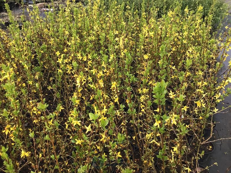 10 forsythia