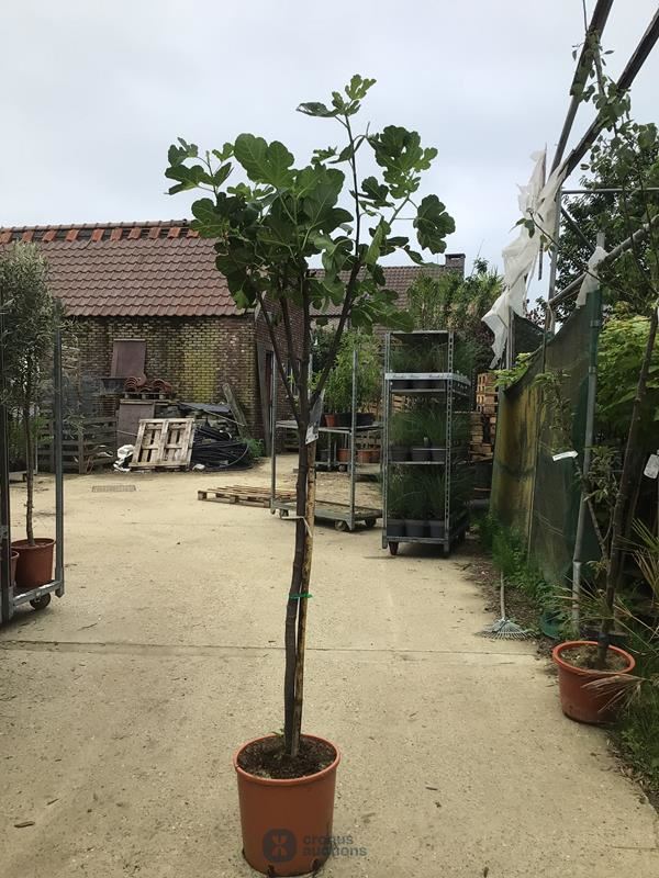 1 vijgenboom