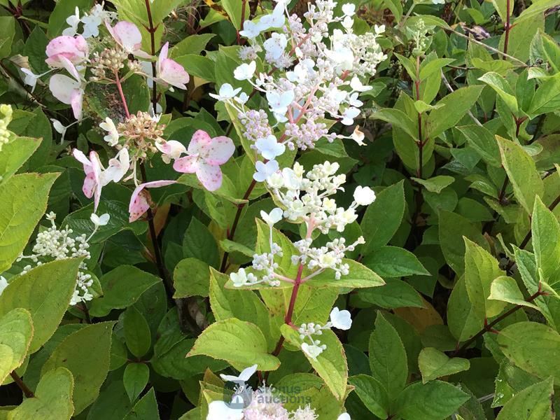 10 hydrangea pinky winky