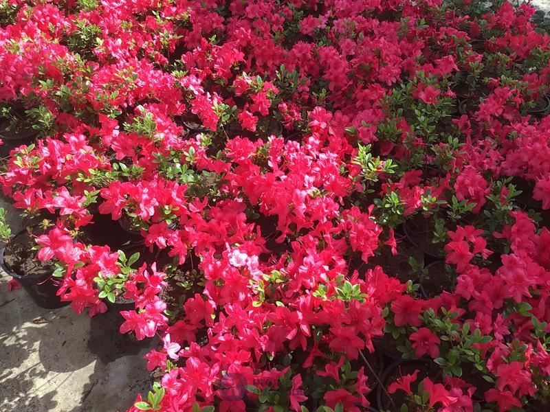 10 azalea