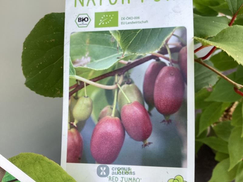 5 kiwi mix