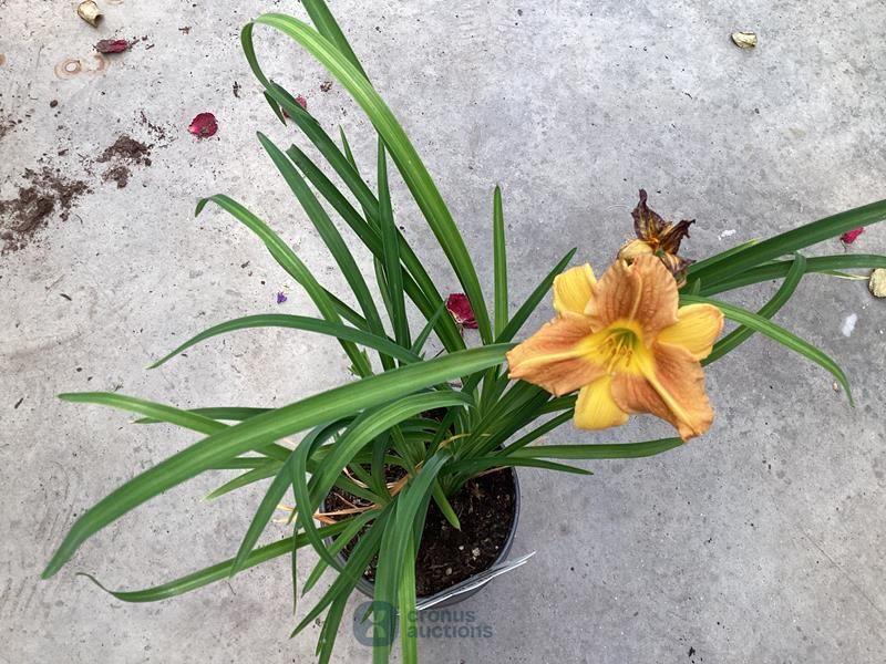 10 hemerocallis