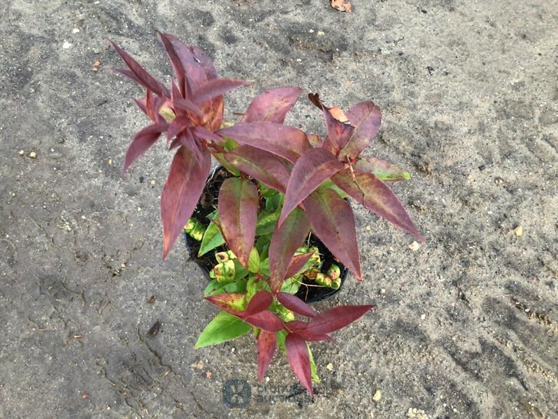 10 leucothoe