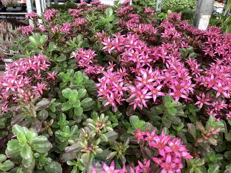 40 sedum