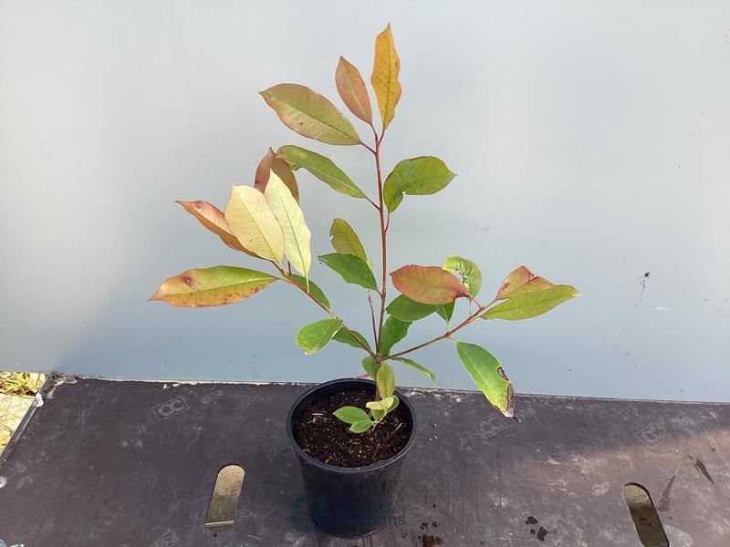 20 photinia