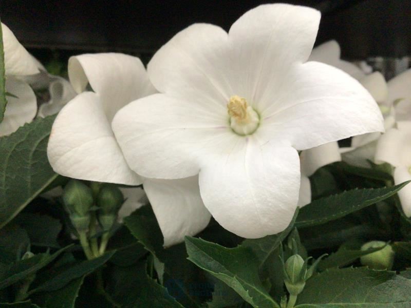 40 platycodon wit