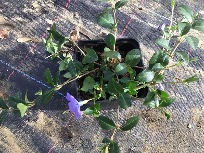 120 vinca blauw