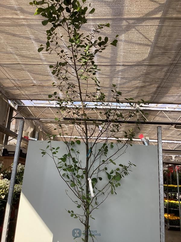 1 aronia