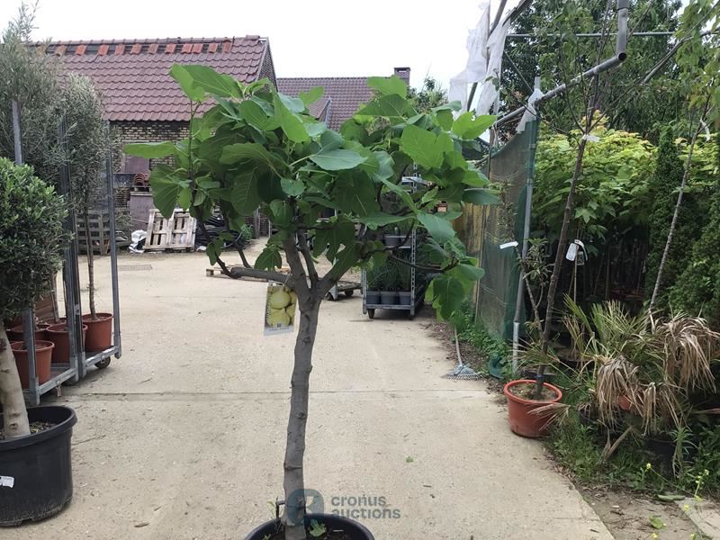 1 VIJGENBOOM
