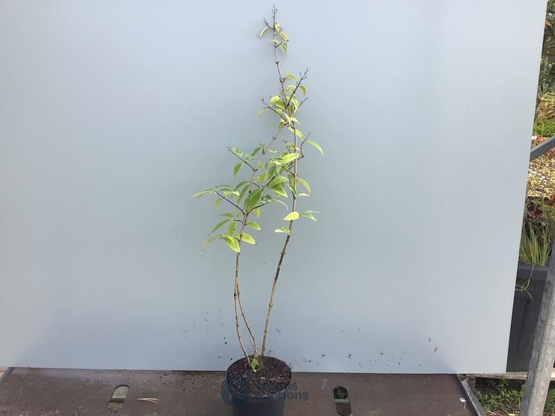10 deutzia gracillis