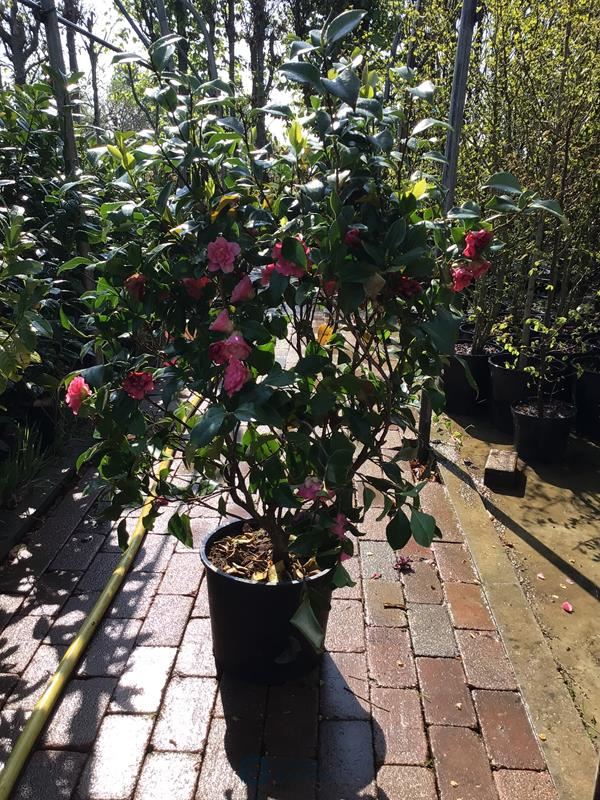 1 camelia op stam