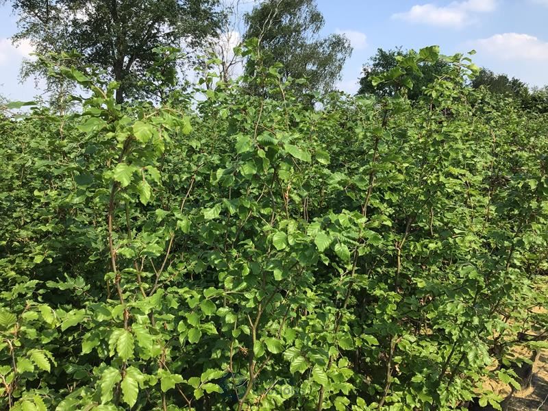 50 fagus sylvatica 180-200
