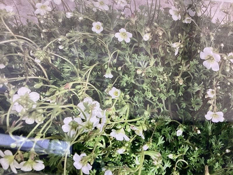 50 witte saxifraga