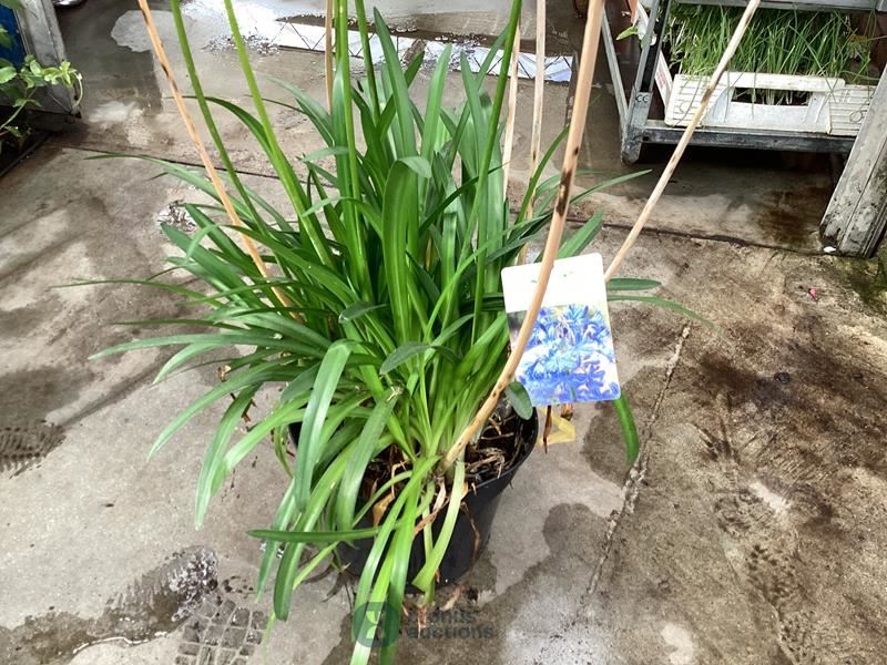 1 agapanthus