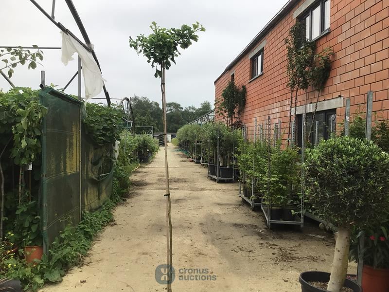 2 ginko biloba