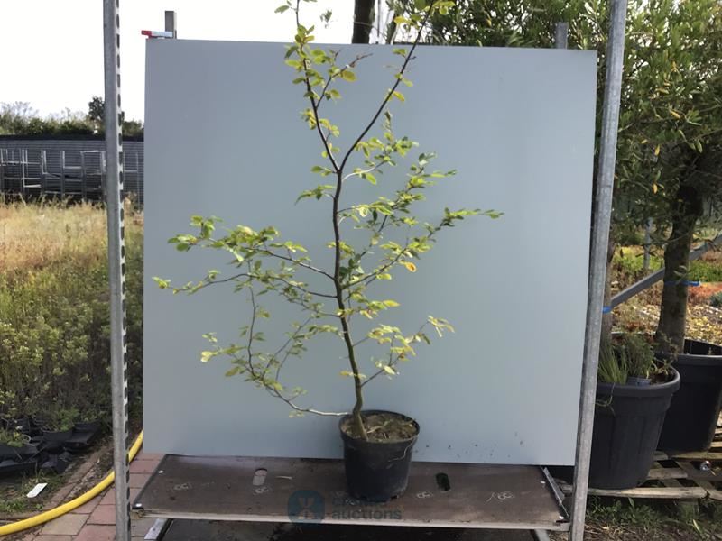 20 carpinus 180-200