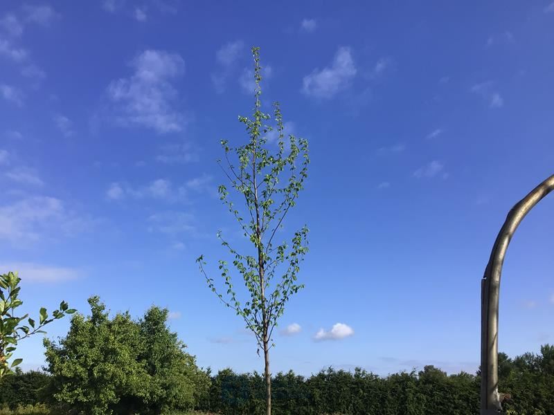 2 carpinusboom