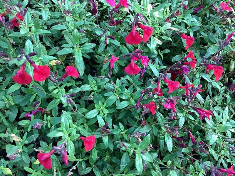 40 salvia rood