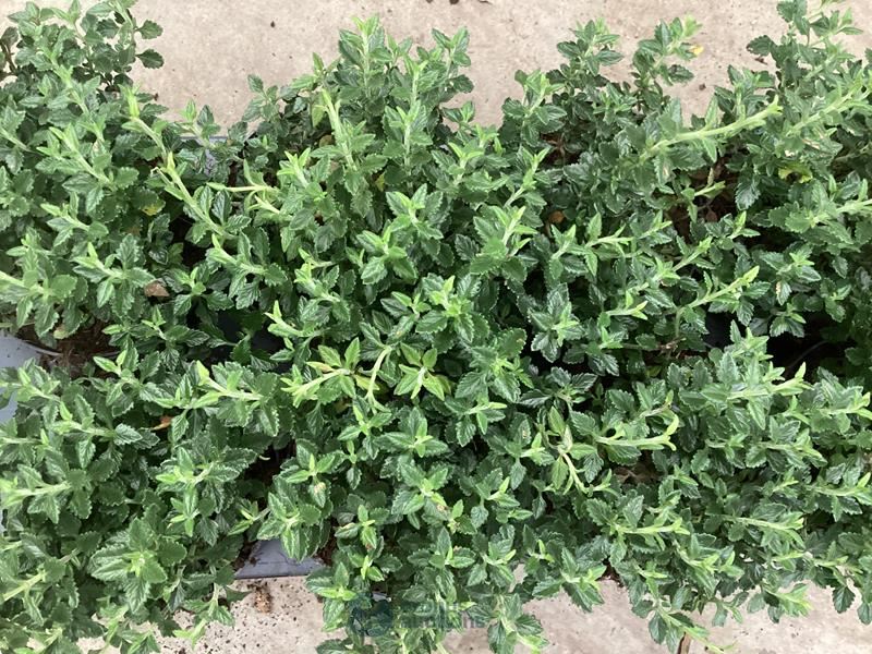 40 teucrium