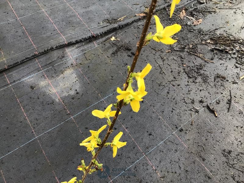 20 forsythia