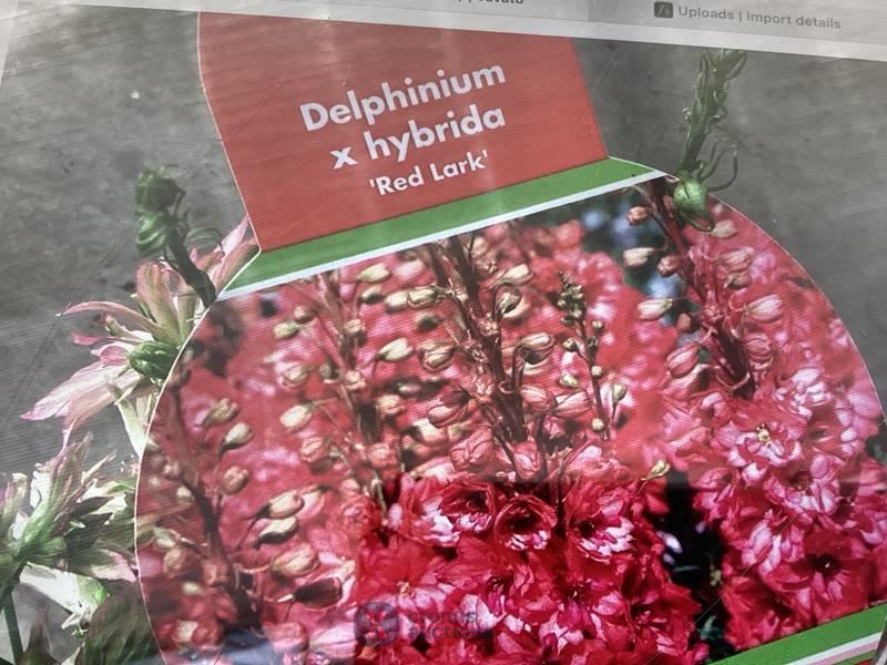 20 rode delphinium