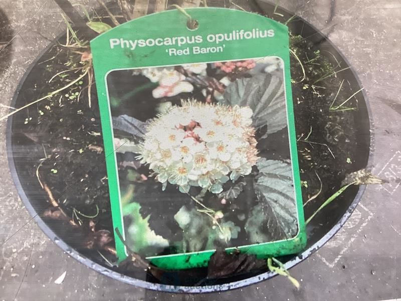 30 physocarpus