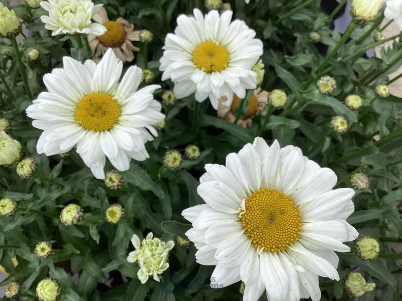 40 witte, winterharde margrieten